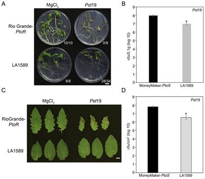 Solanum pimpinellifolium exhibits complex genetic resistance to Pseudomonas syringae pv. tomato